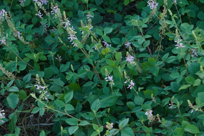 Desmodium intortum image