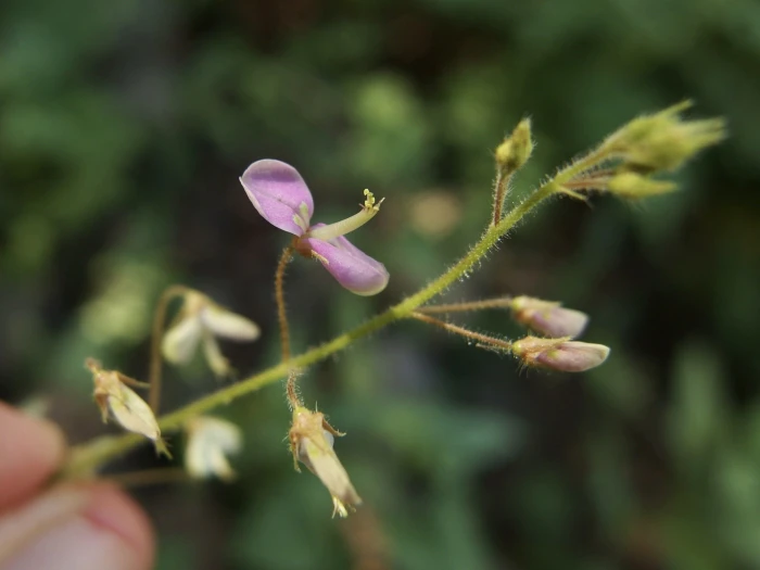 Desmodium procumbens image