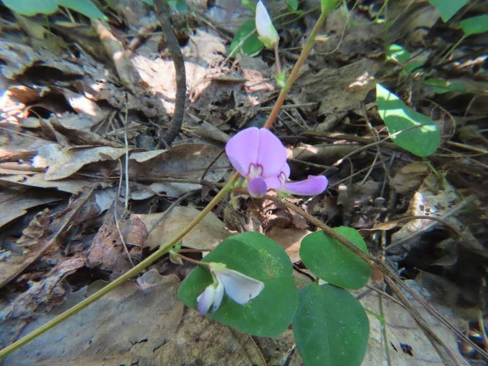 Desmodium rotundifolium image