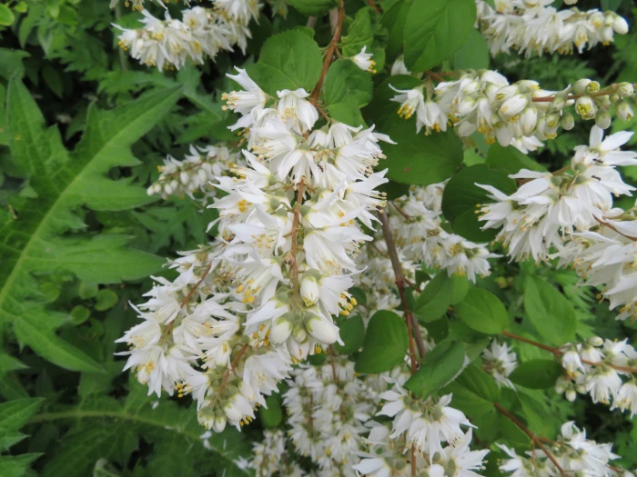 Deutzia crenata image