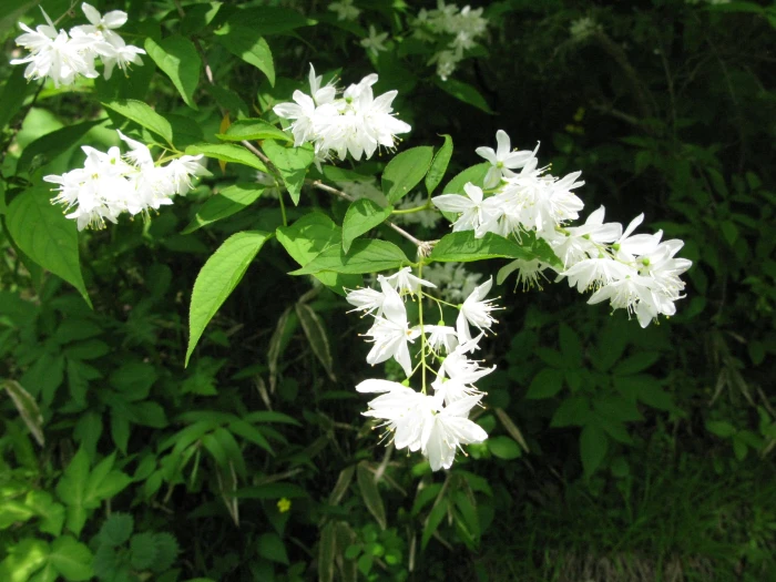 Deutzia gracilis image