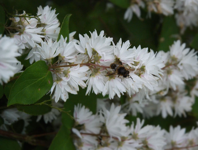 Deutzia scabra image