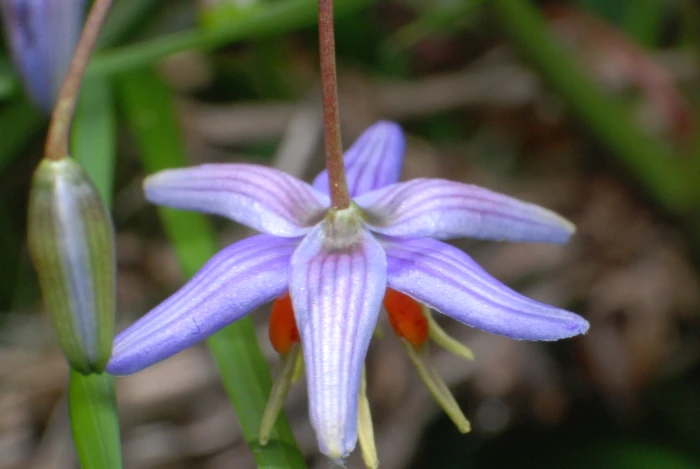 Dianella amoena image