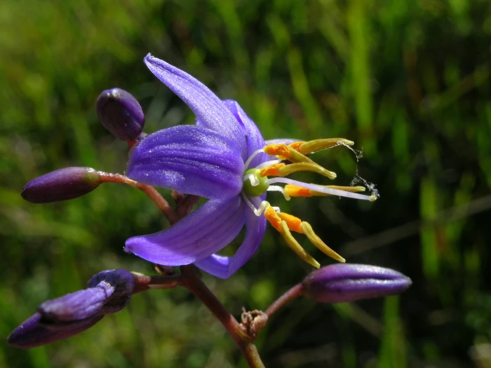 Dianella caerulea image