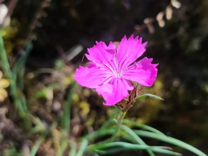 Dianthus carthusianorum image