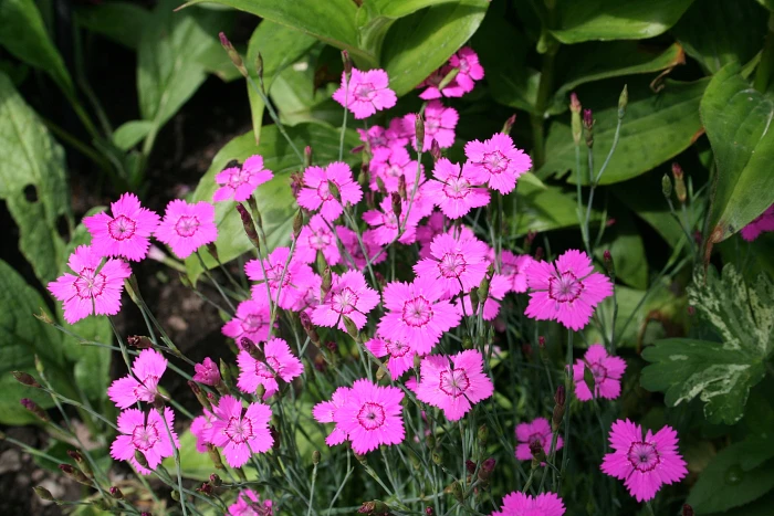 Dianthus deltoides image