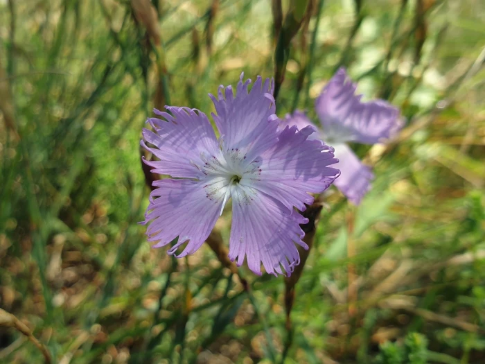 Dianthus gallicus image