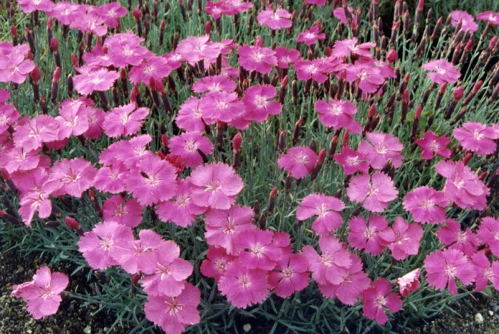 Dianthus gratianopolitanus image