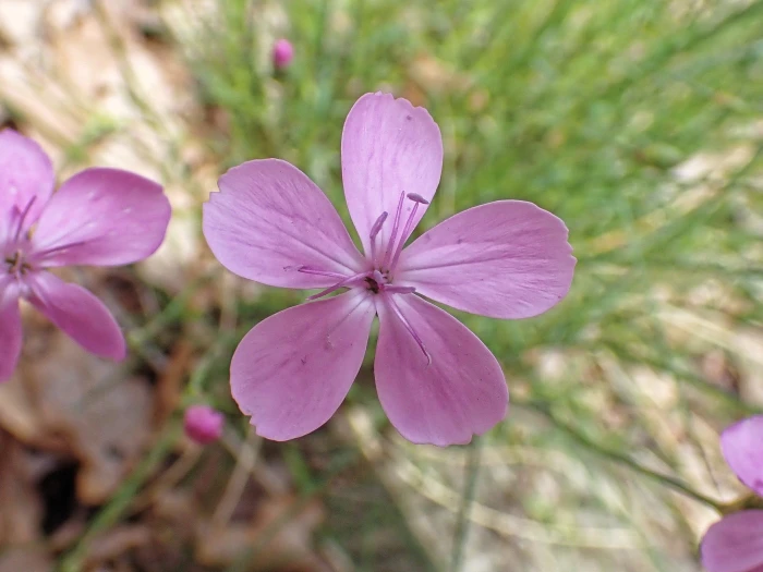 Dianthus pungens image