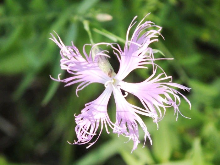 Dianthus superbus image