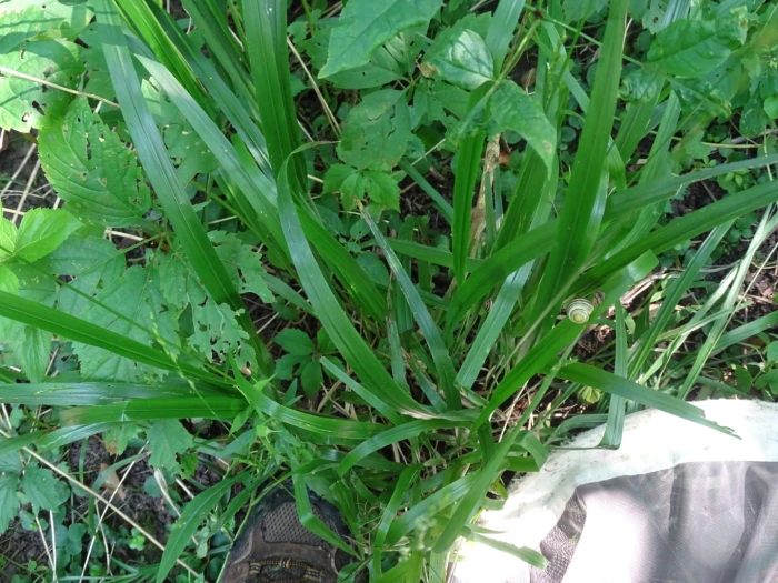 Diarrhena obovata image