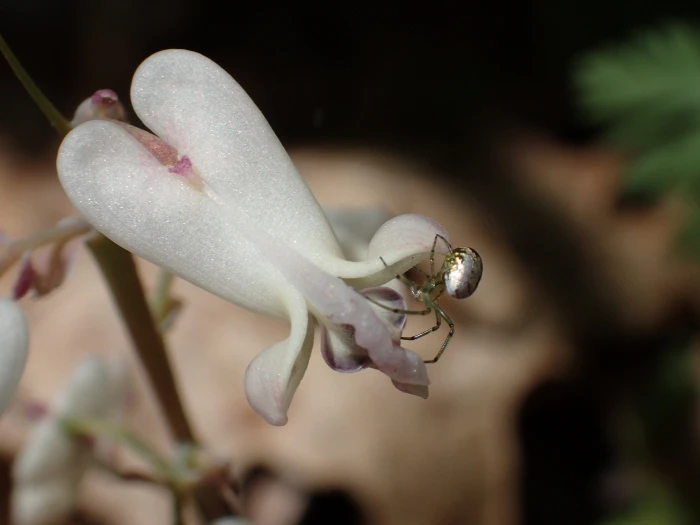 Dicentra canadensis image