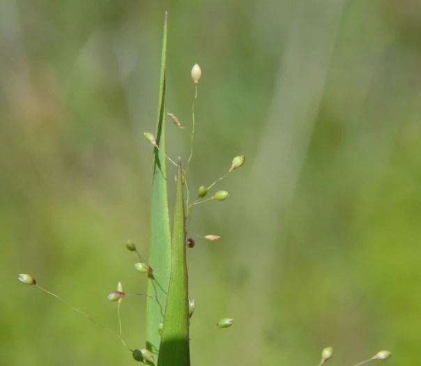 Dichanthelium aciculare image