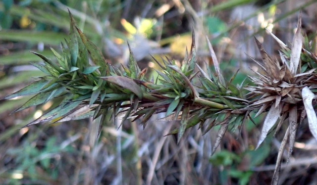 Dichanthelium scabriusculum image