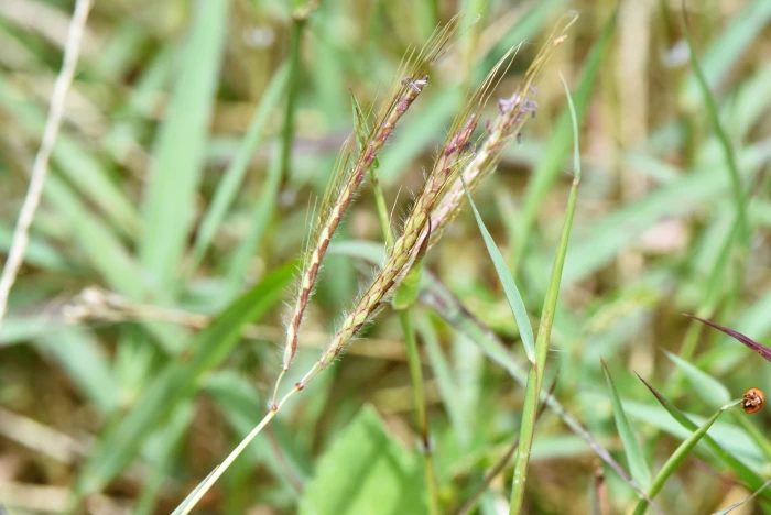 Dichanthium annulatum image