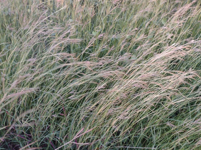 Dichanthium aristatum image
