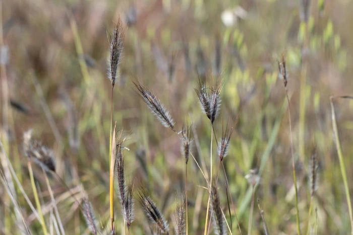 Dichanthium sericeum image