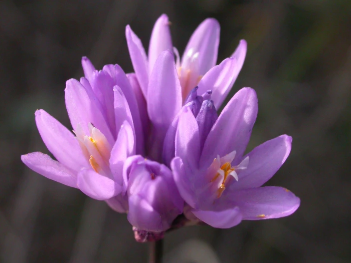 Dipterostemon capitatus image