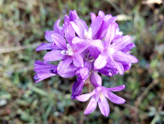 Dichelostemma multiflorum image