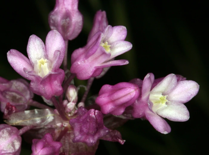 Dichelostemma volubile image