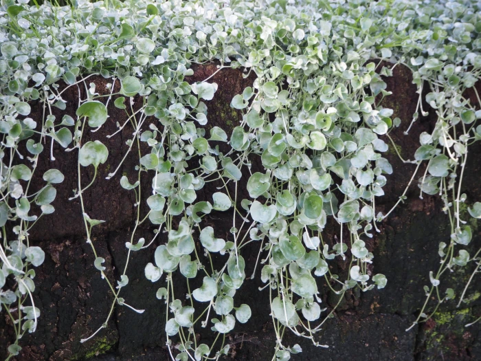 Dichondra argentea image