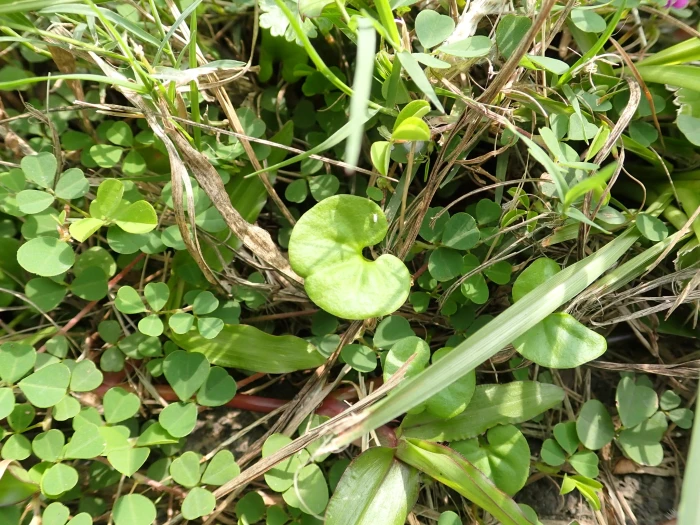 Dichondra micrantha image