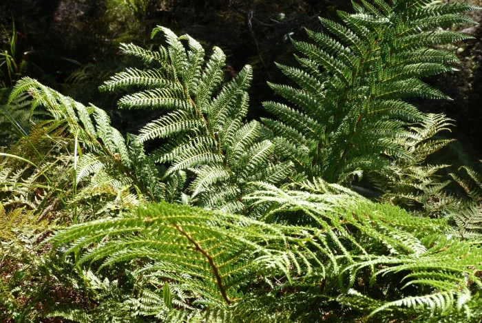 Dicksonia fibrosa image