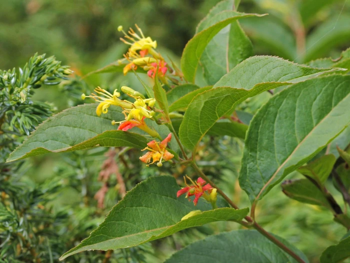 Diervilla lonicera image