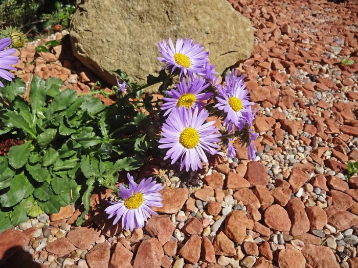 Dieteria bigelovii image