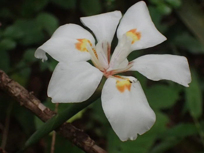 Dietes butcheriana image