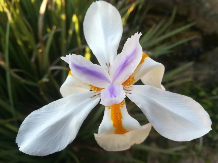 Dietes iridioides image