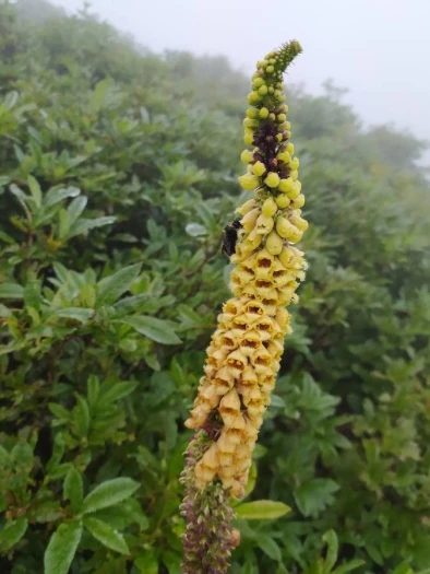 Digitalis ferruginea image