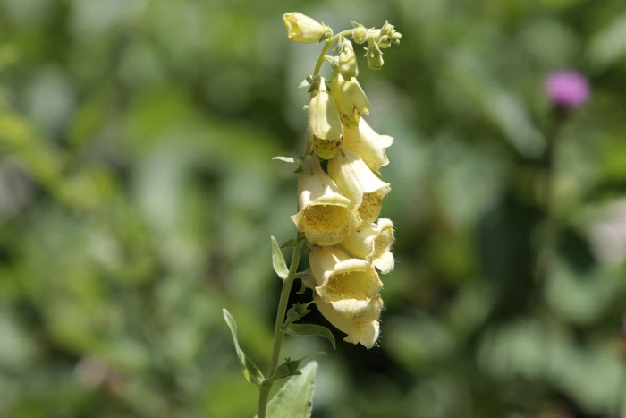Digitalis grandiflora image
