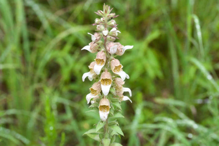 Digitalis lanata image