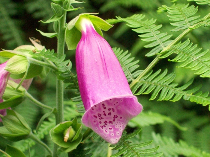 Digitalis purpurea image