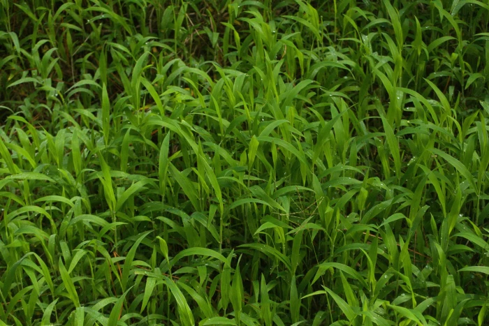 Digitaria abyssinica image