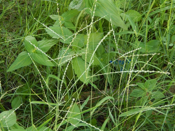 Digitaria bicornis image