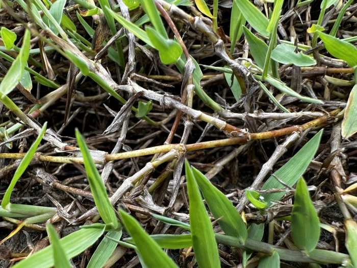 Digitaria longiflora image