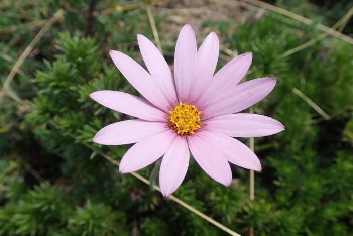 Dimorphotheca jucunda image
