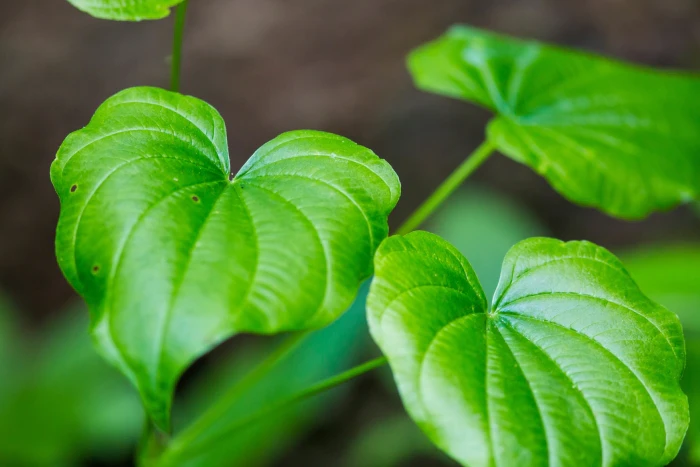 Dioscorea quaternata image