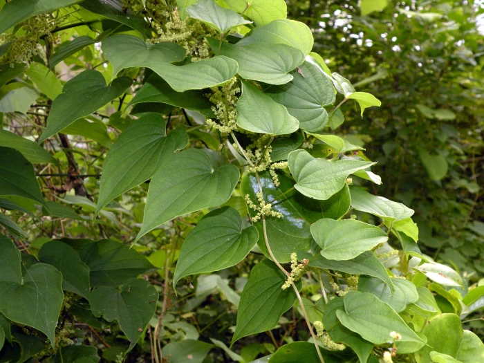 Dioscorea villosa image