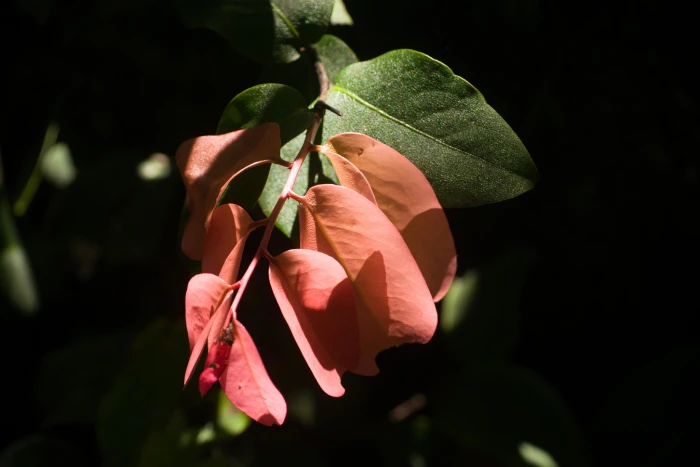 Diospyros hillebrandii image