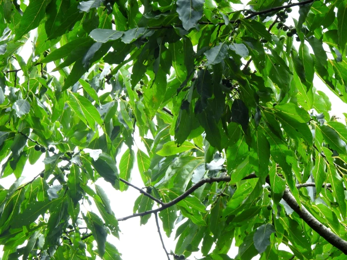 Diospyros japonica image