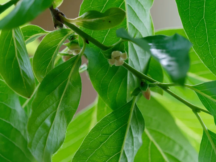 Diospyros lotus image