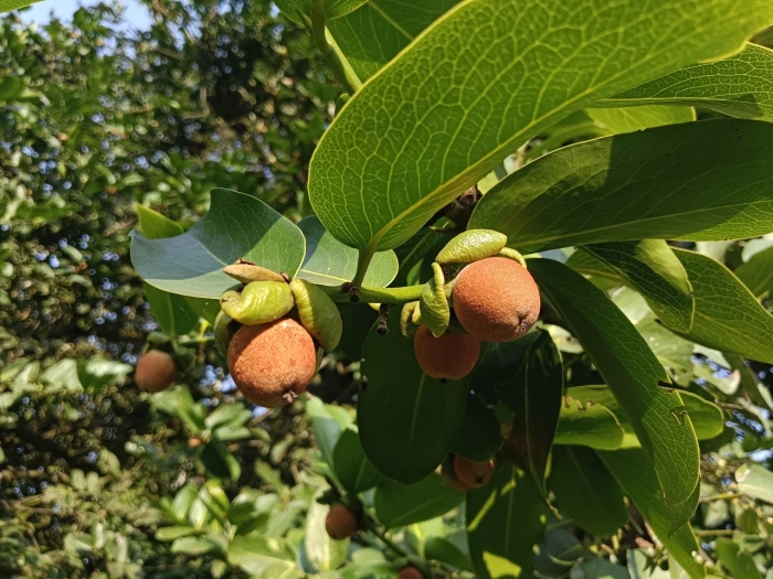 Diospyros malabarica image