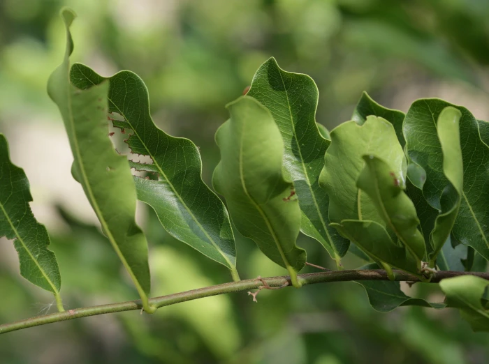 Diospyros mespiliformis image