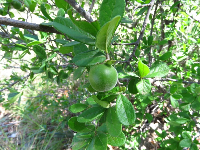 Diospyros texana image