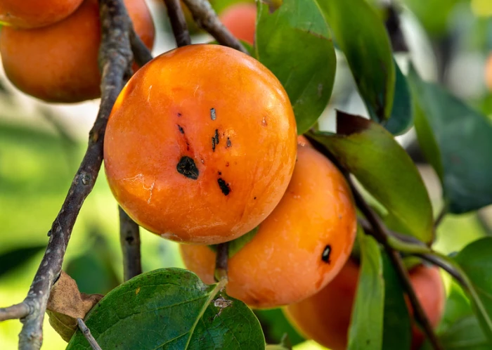 Diospyros virginiana image