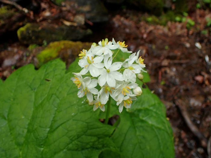 Diphylleia cymosa image