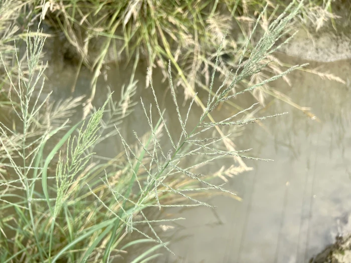 Diplachne fusca image